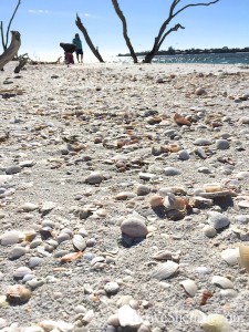 Shelling Excursion From Captiva | I Love Shelling