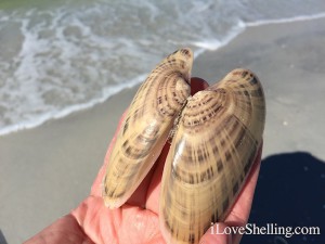 sunray venus shell with surf