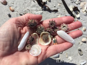 tiny dried sea urchins cayo costa