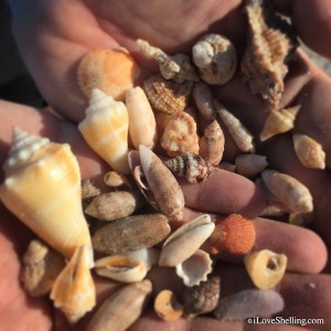 seashells from sanibel december 2014