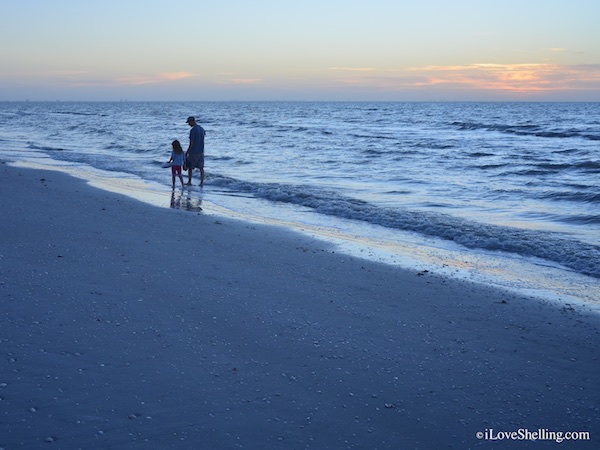 Sanibel Captiva's Captivating Creatures | I Love Shelling