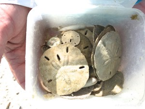 Sandy sand dollars found Bonita Springs Florida