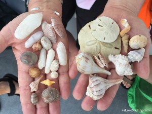 Seashells found from Bonita Springs Florida