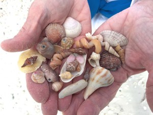 variety of mini seashells found with Pam Rambo shelling trip