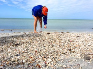 Collecting Florida shells and beach bling in March