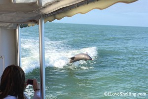 dolphin jumping on iLoveShelling shell trip