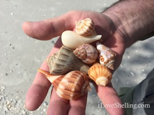 some shells found on cayo costa