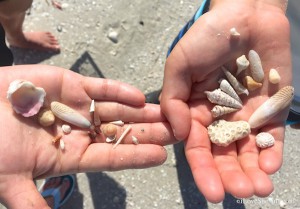 seashell minis