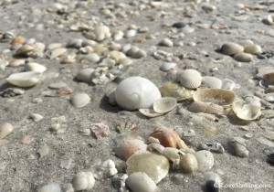 Baby's ear shell on the shady shelly beach