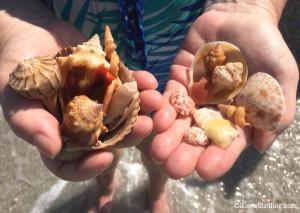 Beach treasures finds on shelling trip