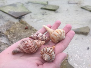 Collecting shells around rocks