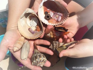 Florida Beach finds July 2015