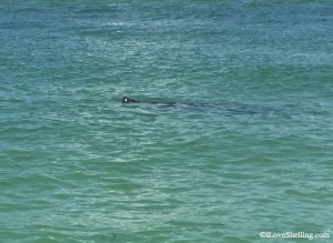 Gulf Of Mexico Manatee