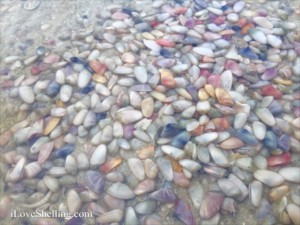 Live coquina shells in the water