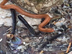 Orange Sanibel florida Mangrove Salt Marsh snake non venomous in water