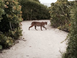 Sanibel Bobcat crossing a beach path