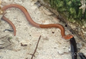 Sanibel Mangrove Salt Marsh snake Florida Gulf