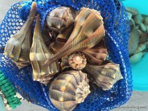 Dark lightning whelks Shell Key Florida