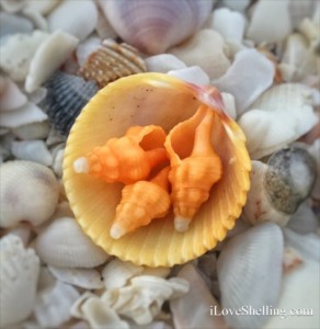 Mac n cheese Orange and yellow shells