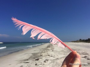 Roseate Spoonbill Feather Egmont Key beach Florida