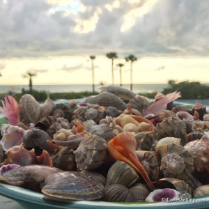 Shells found staying at beach front hotel Pass A Grille