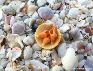 Shells that look like candy corn