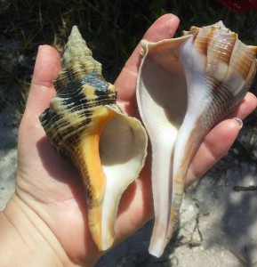 Tammy's horse conch and whelk shells