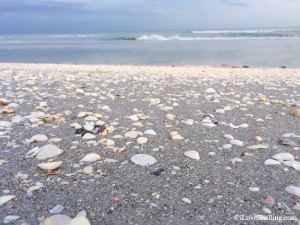 beach with shells and surf