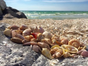 sea shells on Pass-A-Grille beach St Pete Florida