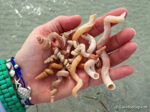 worm shells pass-a-grille beach florida