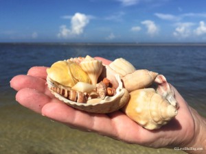 Seashells collected cruising through Estero Bay Florida