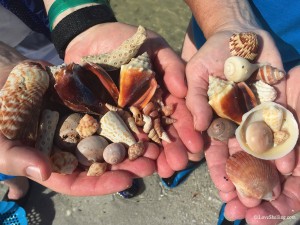 Shells found beach combing south west Florida