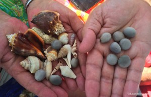 sea pearls and shells found along Gulf Of Mexico