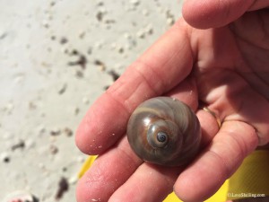 sharks eye moon snail shell