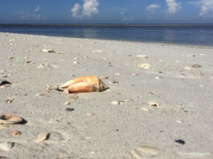 treasures in the sand