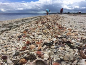 Amazing beach with shells