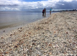 So many shells on the beach for picking