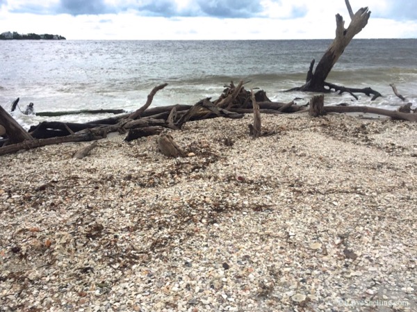 mound of shells on a secluded island mound of shells on a secluded ...