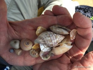 shells from island