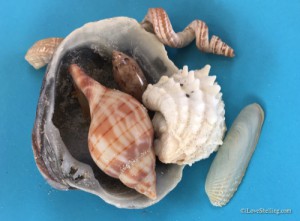 shells on blue