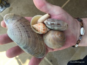 sunray venus shells