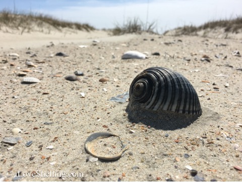 portsmouth island shelling tours