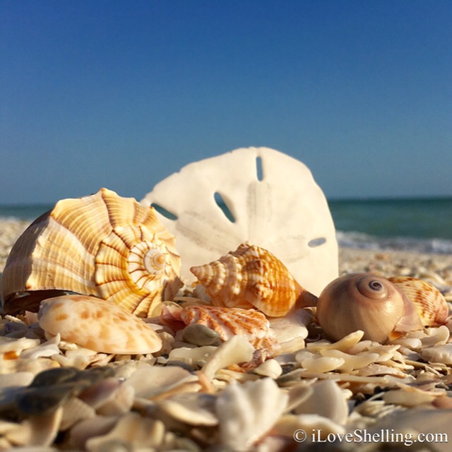 Shelling Is Beach Therapy | I Love Shelling