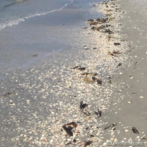 Sanibel Shellnanigans | I Love Shelling