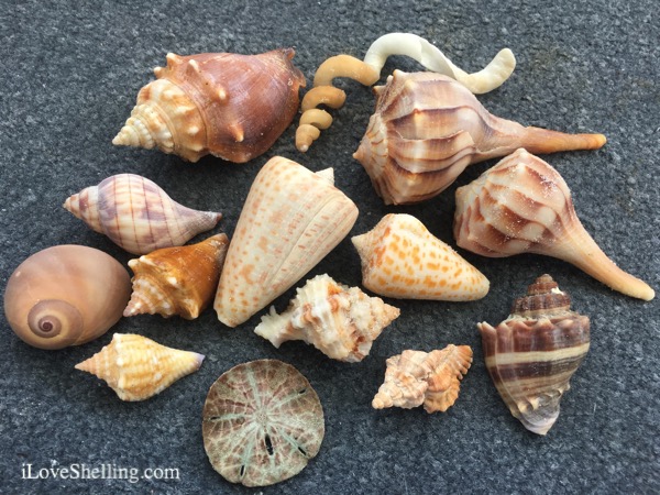 Big Fun on Big Hickory iLoveShelling Cruises | I Love Shelling