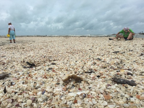 Seashell Treasures Brought to the Islands By Hermine | I Love Shelling