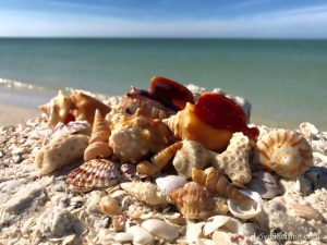 florida seashells