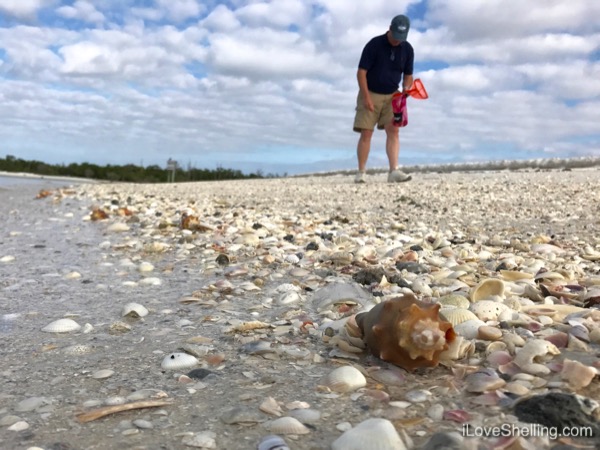 Shelling Worth Every Sand Dollar | I Love Shelling