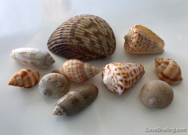 Shelling Worth Every Sand Dollar | I Love Shelling