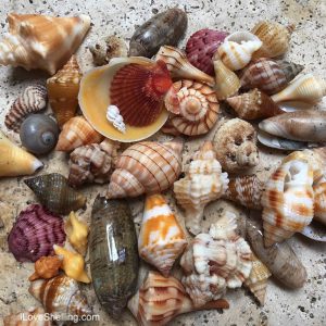 Cybershelling Sanibel Captiva | I Love Shelling